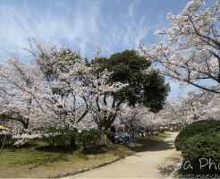 2010湊山公園桜画像