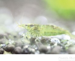 ミナミヌマエビの繁殖画像１