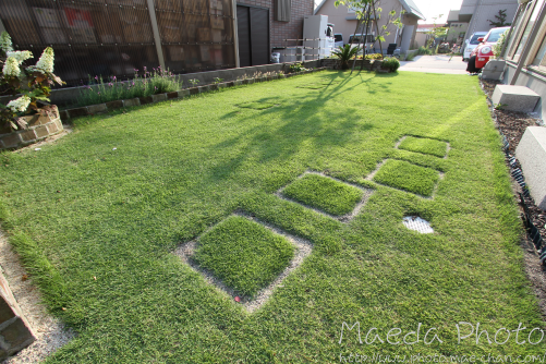 我が家の芝生2012画像